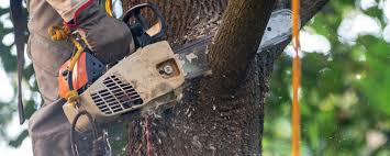 Best Tree and Shrub Care  in USA