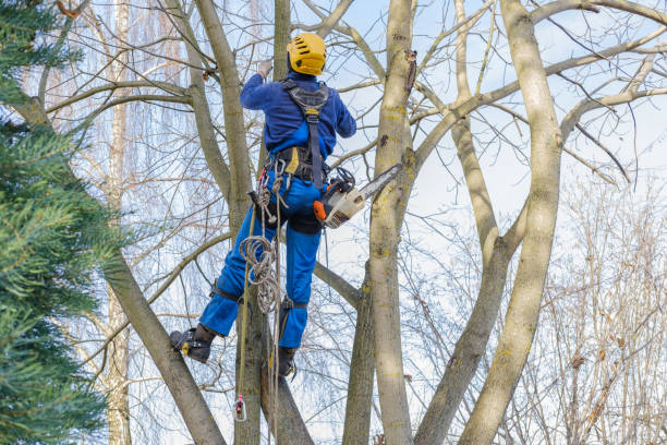 Best Hazardous Tree Removal  in USA